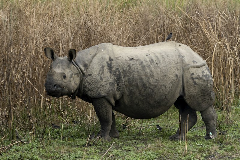 Chitwan National Park Wild Rhino